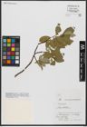 Foto von Salix hastata L.
